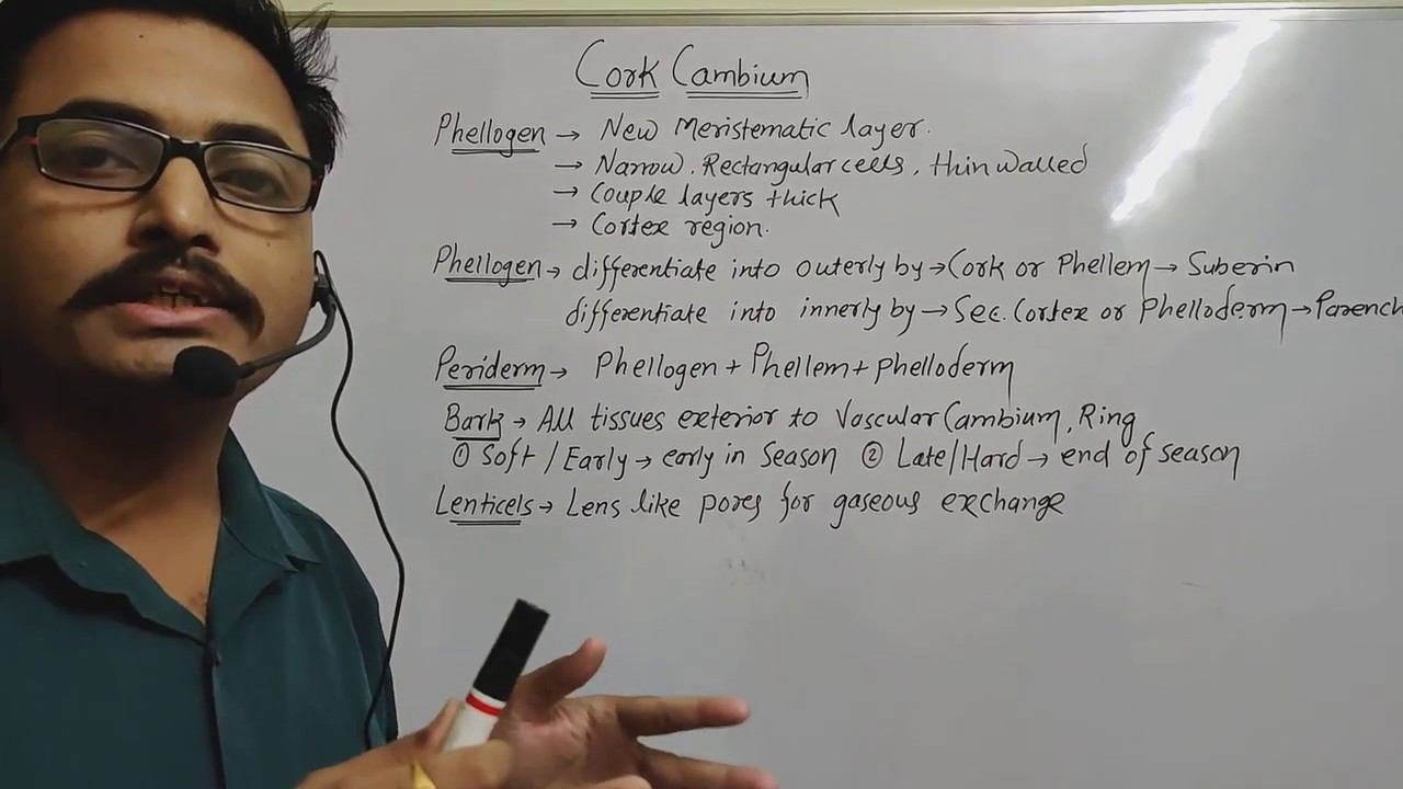 Cork Cambium and Lenticel. смотреть онлайн
