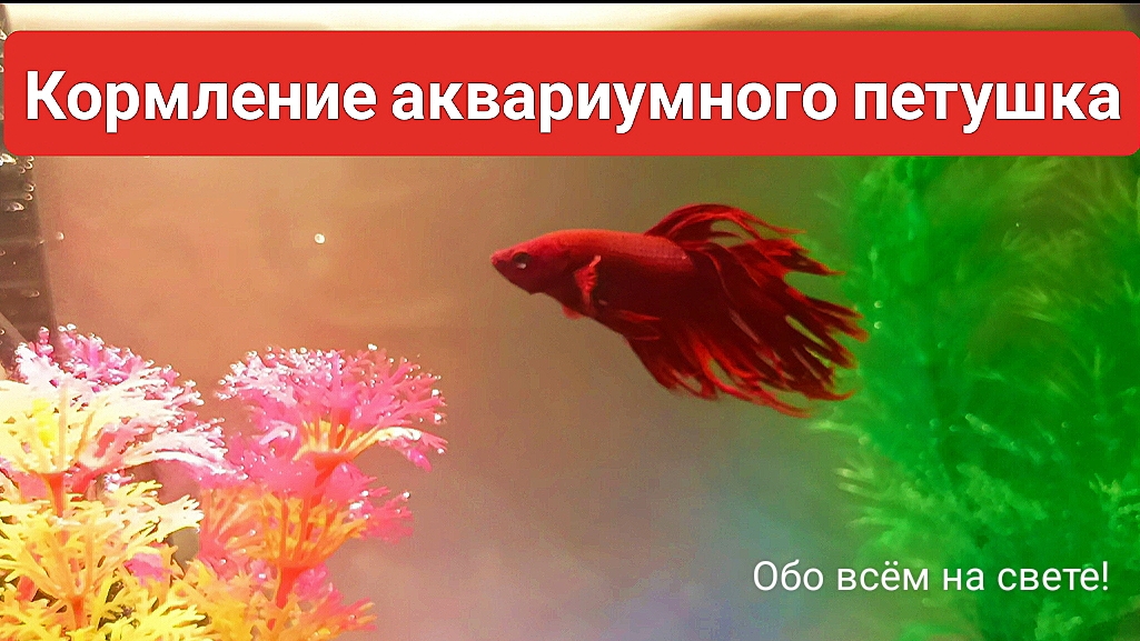 Кормление аквариумного петушка.