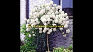 5 самых красивых растений на штамбе, которые станут главной изюминкой вашего сада.