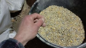 Нормы кормления кур несушек