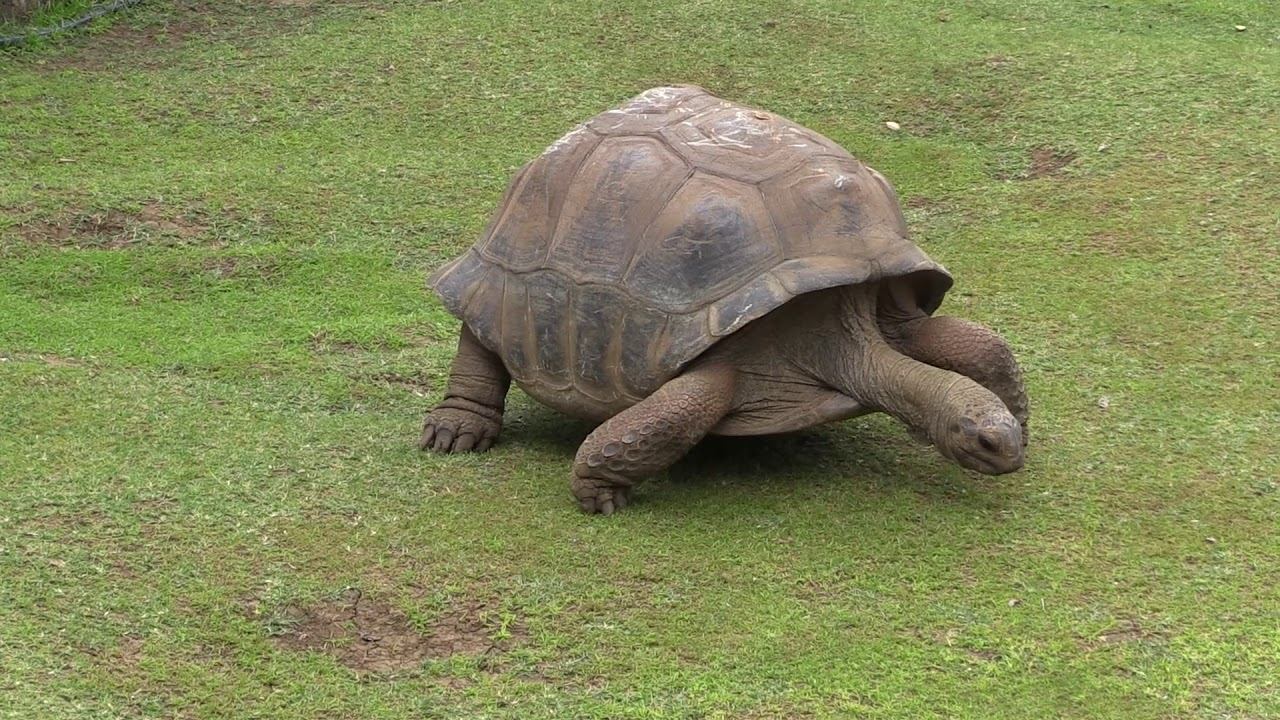 Mauritius and his wildlife смотреть онлайн