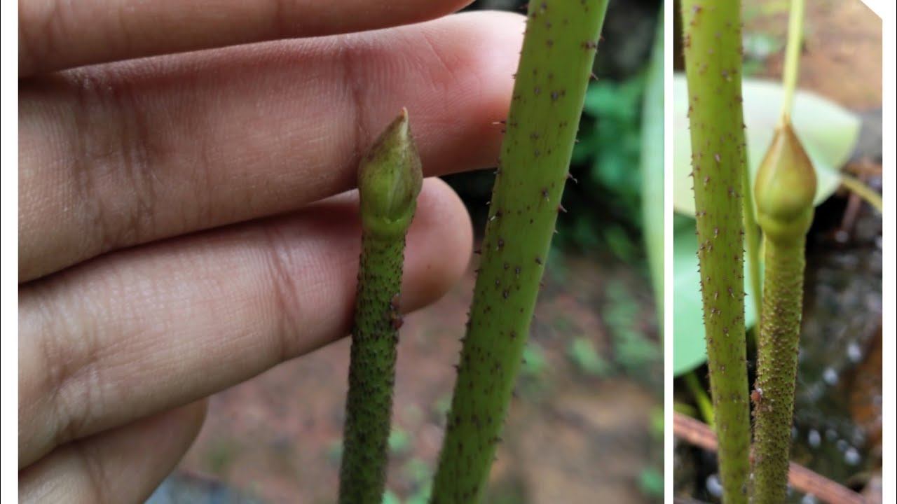 First BUD on my LOTUS plant| First bud of the year| #lotus #journeyoflotus #lotusbud смотреть онлайн