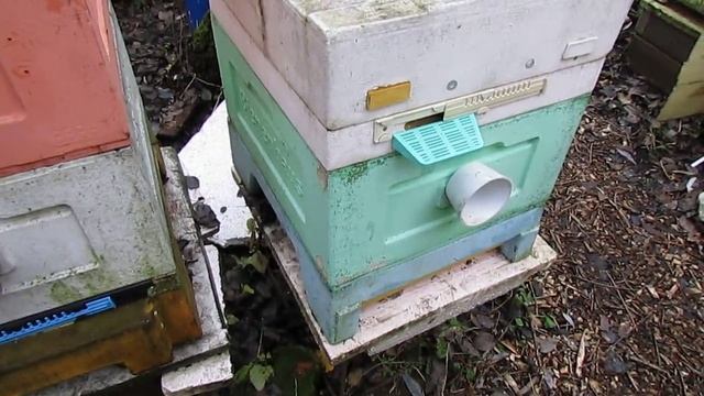 работа с пчелами в ноябре - подготовка к зимовке летнего отводка 24.11.2024 смотреть онлайн