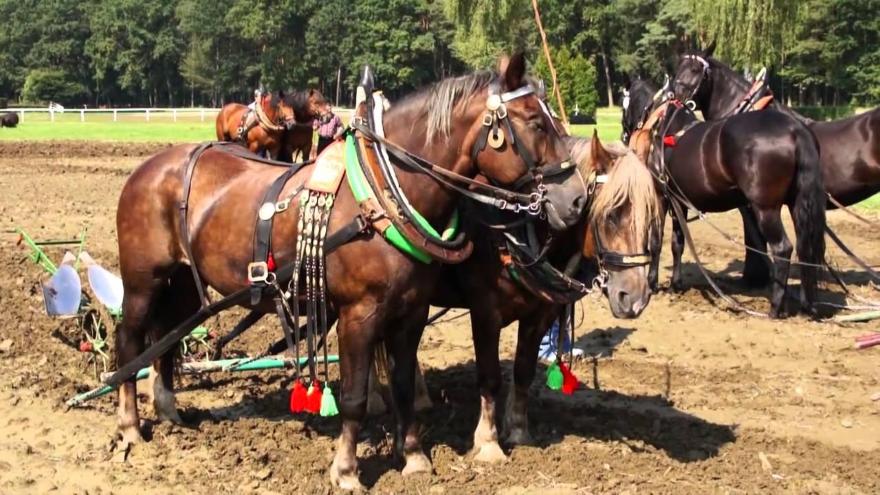 KONĚ V AKCI 2014 смотреть онлайн