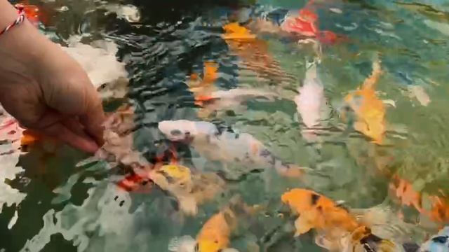 Экскурсия в «САТОРИ»