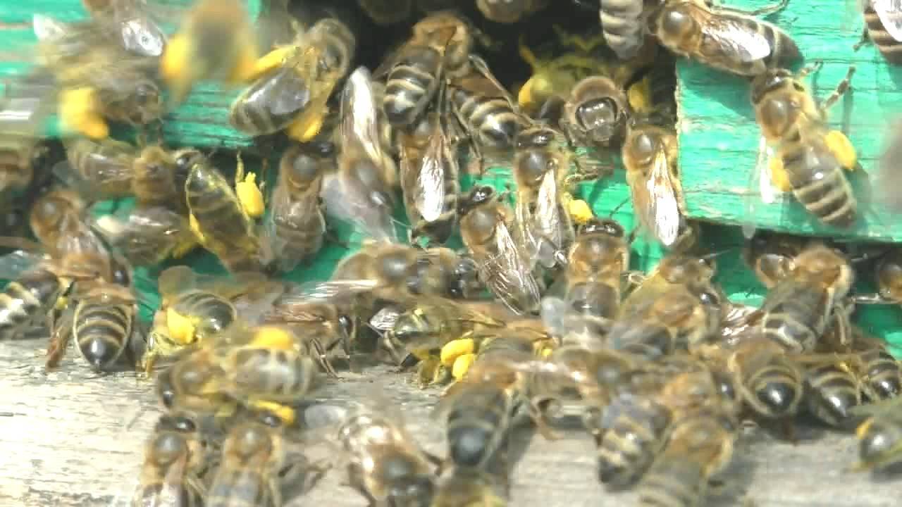 Весенние медоносы одаривают пчел нектаром и пыльцой смотреть онлайн