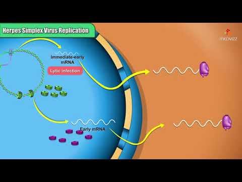 Herpes simplex virus replication Steps Microbiology Animations смотреть онлайн
