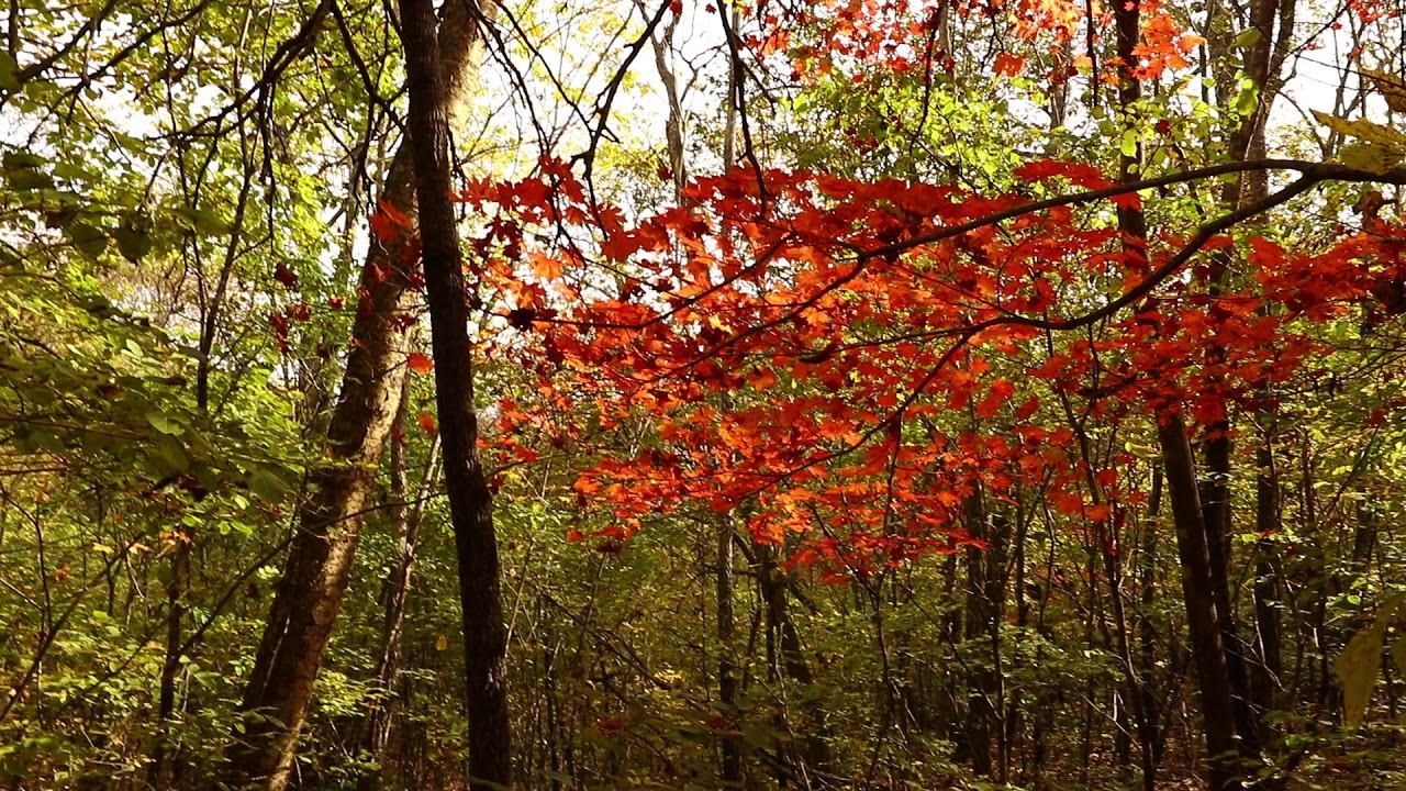 Пешая прогулка 09 октября суббота 2021 г. В дебри Уссурийской тайги . Проводник Давыдов В.С. смотреть онлайн