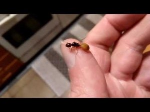 Camponotus turkestanus (China) умирает королева 01.12.2020