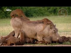 5 НЕВЕРОЯТНЫХ СИМБИОЗОВ ЖИВОТНЫХ
