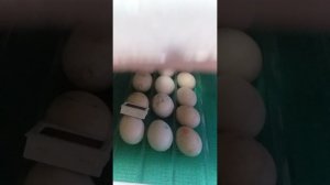 Инкубация индоутят!!! 27 сутки.
