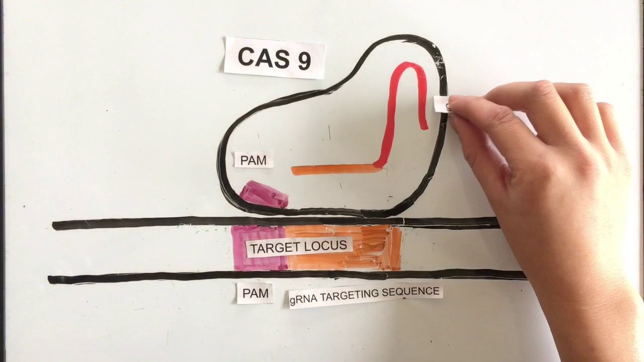 How Does CRISPR-Cas9 Work? Simple Explanation смотреть онлайн