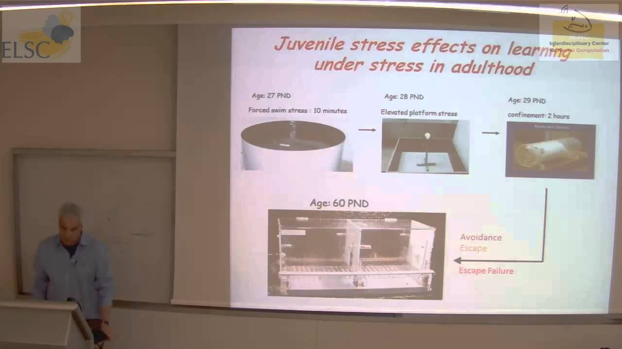 ELSC-ICNC Seminar: Gal Richter-Levin смотреть онлайн