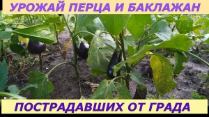 Урожай перца и баклажан пострадавших от града.