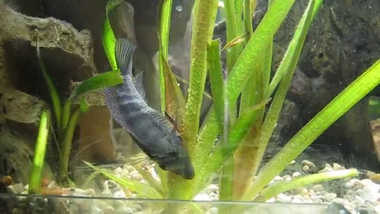 Spawning Thorichthys Meeki / Нерест Меек #1 смотреть онлайн