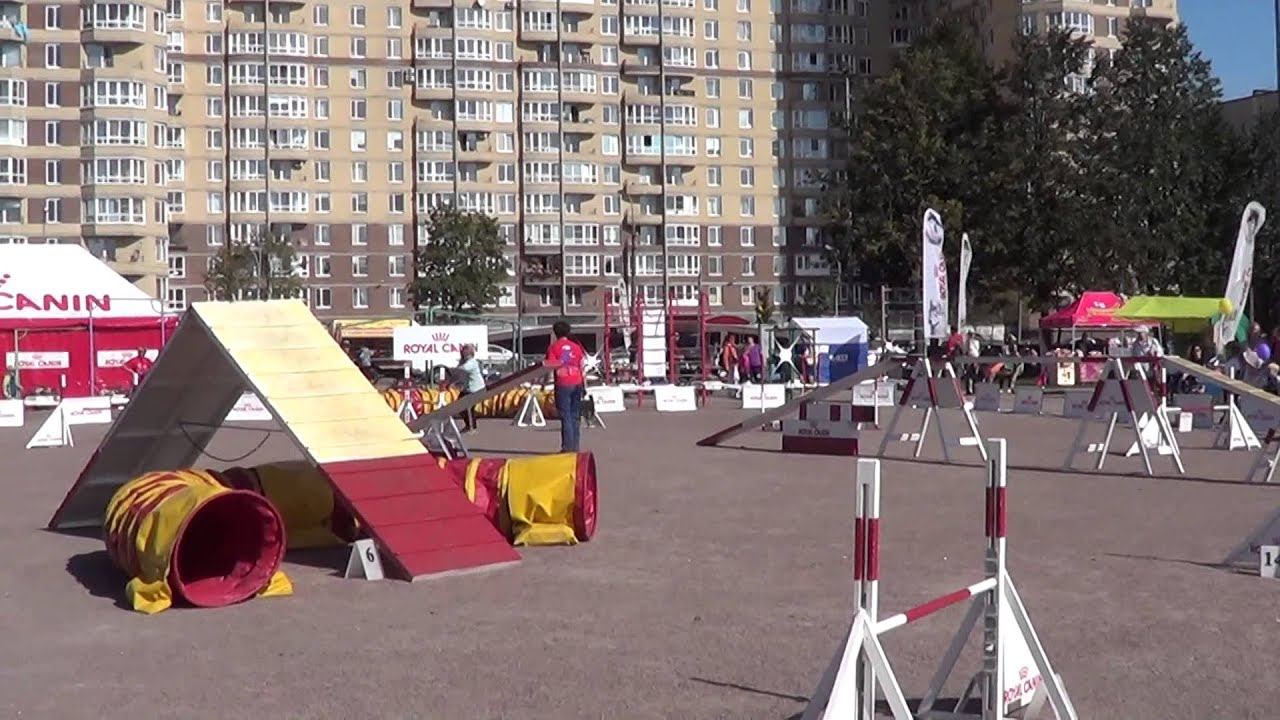 Титова Светлана на Кубке Санкт-Петербурга по аджилити, 06/09/2014 смотреть онлайн