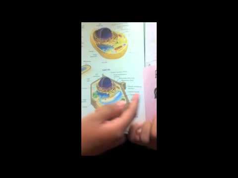Organelles in a Plant Cell смотреть онлайн