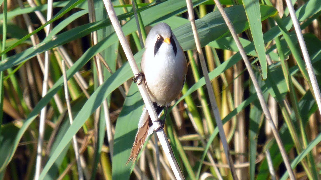 Bearded Tits in Spring смотреть онлайн