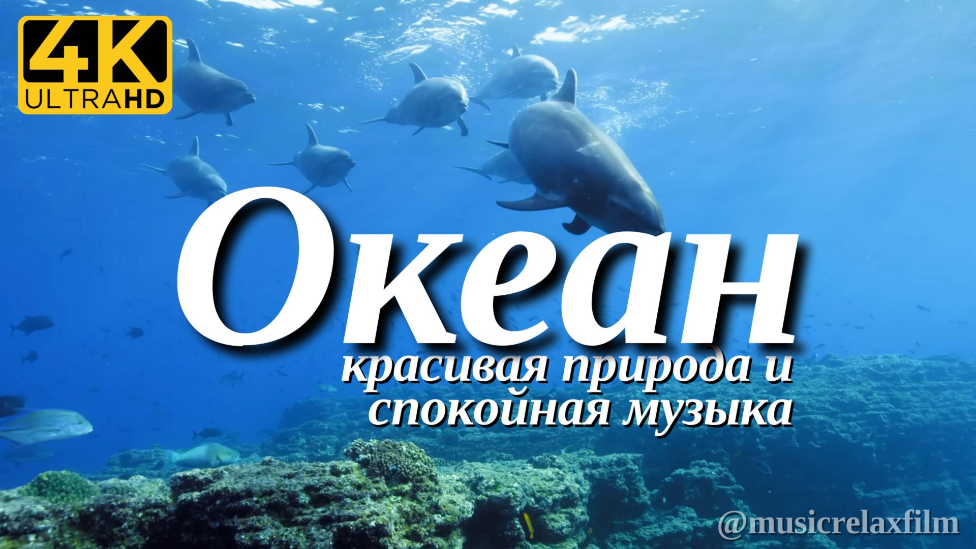 4К Мир животных в Океане -17- Видео о дикой природе с успокаивающей Музыкой смотреть онлайн