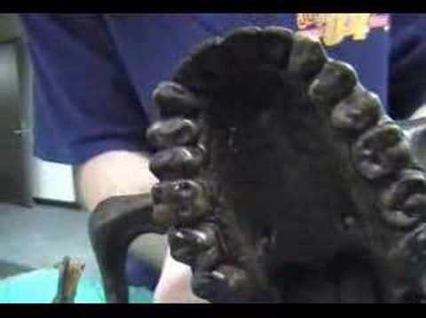 A Afarensis Lucy Skull смотреть онлайн