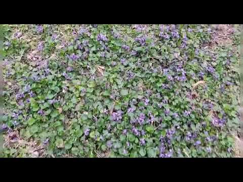 Фиалки. смотреть онлайн