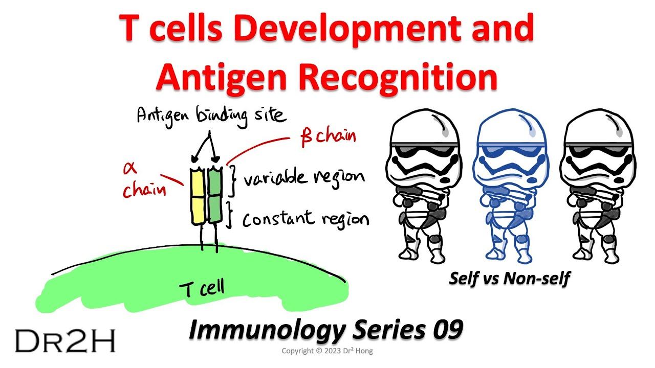 Dr.Hong's Immunology Lecture 09: T cells Development and Antigen Recognition смотреть онлайн
