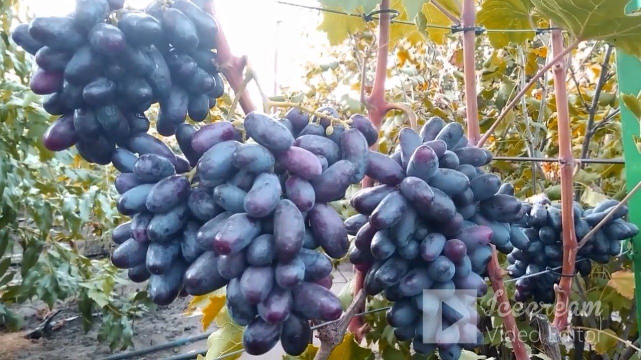 Сорт, 17-241 (Iзюмiнка) 7.09.2022. смотреть онлайн