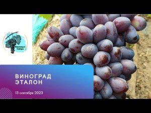 #Виноград #Эталон