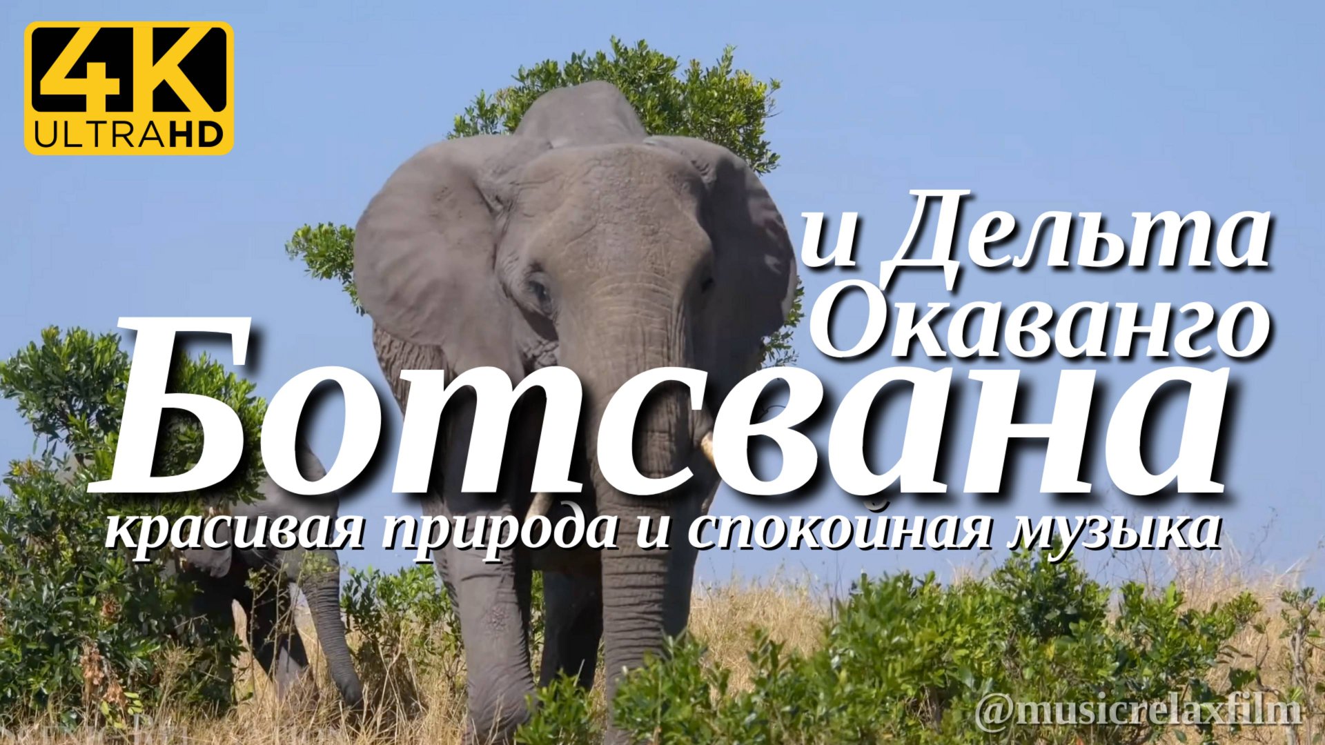4К Ботсвана Дельта Окаванго | Животные и природа с успокаивающей, спокойной музыкой для медитации смотреть онлайн