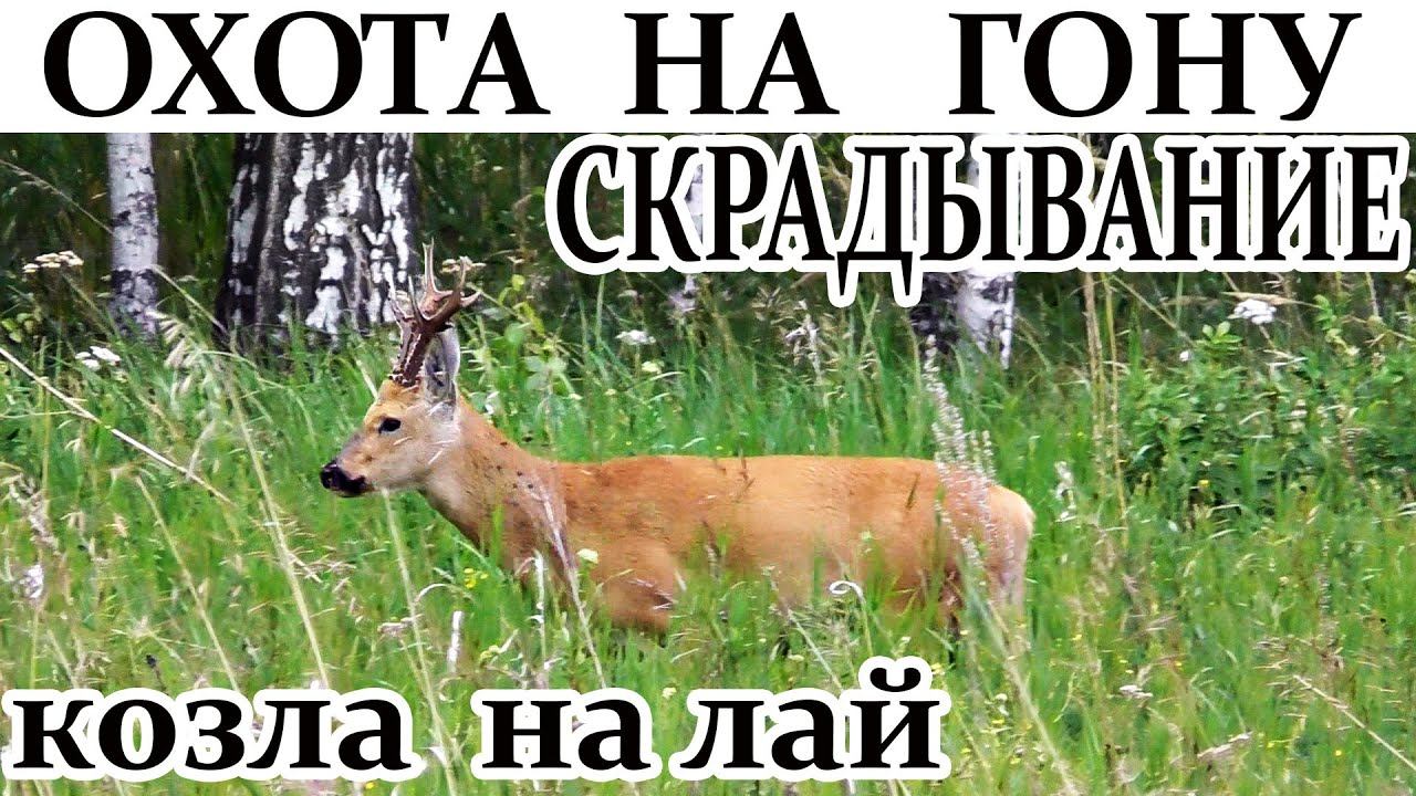 Охота на гону Как скрадывать козла на лай смотреть онлайн