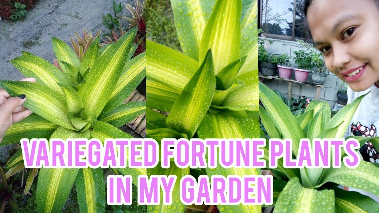 Variegated Fortune Plants | Mildred Rollan Rada смотреть онлайн