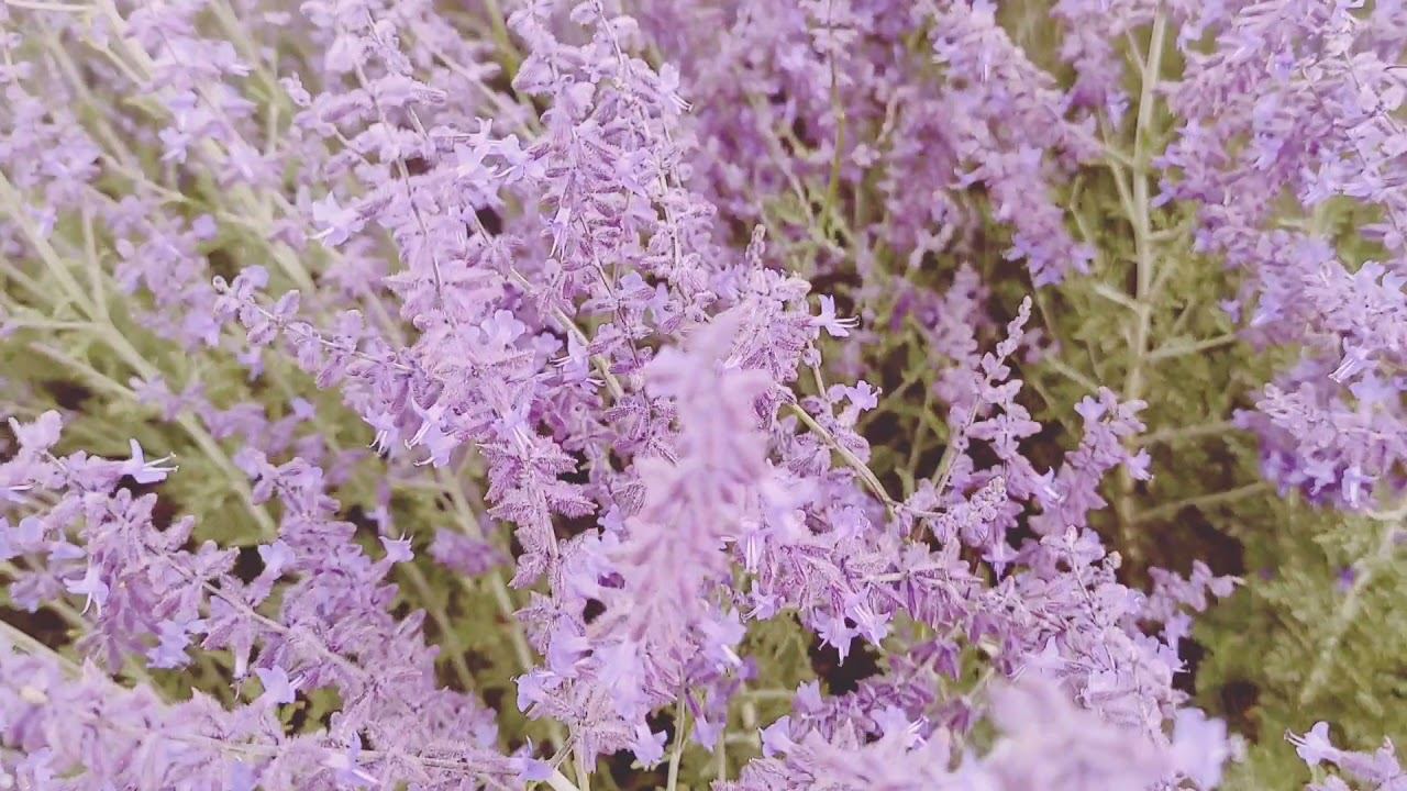 Краски природы смотреть онлайн