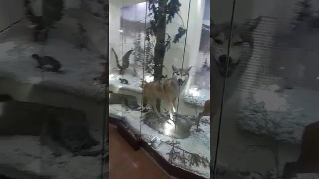 Волки, лисы и олень.