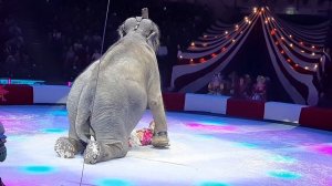 Цирк Балаган Слон -1001 песенка