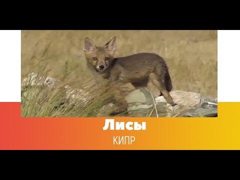 Лиса на Кипре смотреть онлайн
