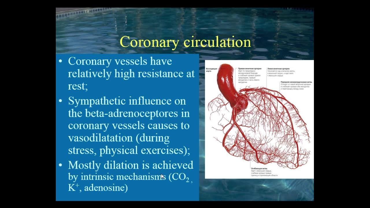 8:00 REGULATION OF HEMODINAMICS смотреть онлайн