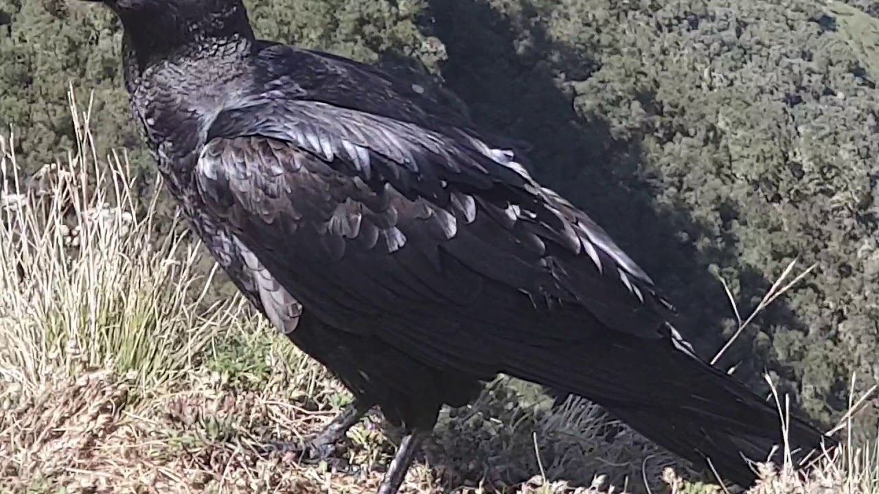 The Endemic-Thick-Billed Raven смотреть онлайн