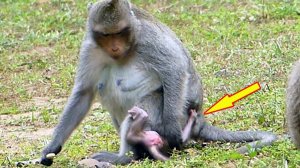 Sad baby Adler ran hold his mother for milk but she reject and sat on his head to block milk