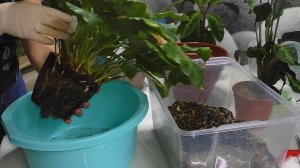 КАЛАТЕЯ. Пересадка новых цветов. Грунт для калатей. Уход за калатеей.