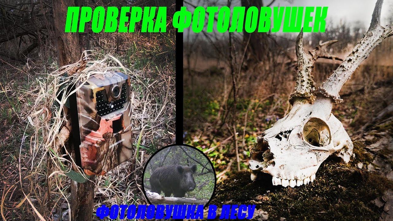 Иду на солонец. Что сняла фотоловушка? Интересные находки смотреть онлайн