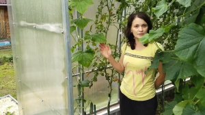 Формировка огурца в один ствол в теплице.