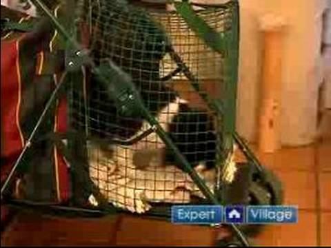 Keeping Your Cat Fit & Healthy : How to Walk a Cat Safely Without a Harness or Leash смотреть онлайн