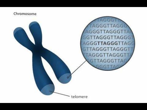 TELOMERE REPLICATION смотреть онлайн