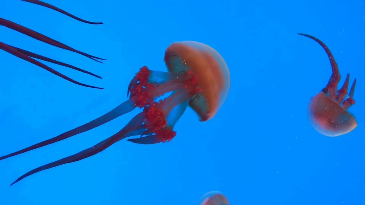 Shanghai Ocean Aquarium смотреть онлайн