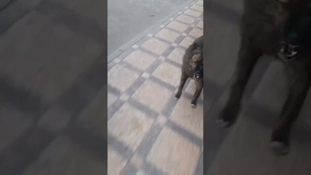 Проблемы на ровном месте #собаки #погоня.mp4