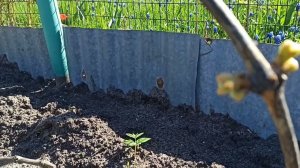 Лучшее укрытие винограда от весенних возвратных заморозков.