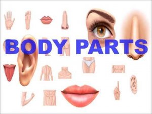 Body Parts (Части Тела) Part 1