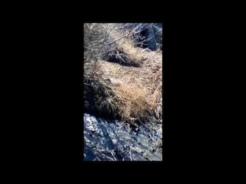 И это всё течёт в Оку!!! ЭКОЛОГИЯ УЖАС!!! смотреть онлайн