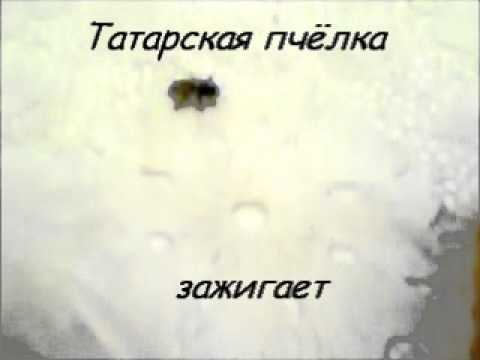 Татарская пчелка зажигает смотреть онлайн