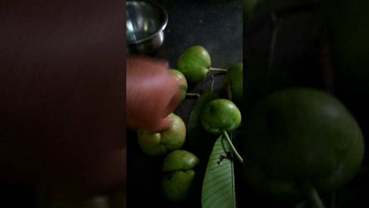 Elephant Apple / Dillenia Indica Growing in my garden tree / Maximum Elephant Apple/ Chalta/ #Short смотреть онлайн